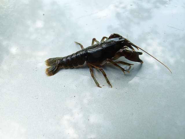 krab